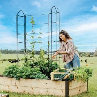 Zenith Trellis Thumbnail
